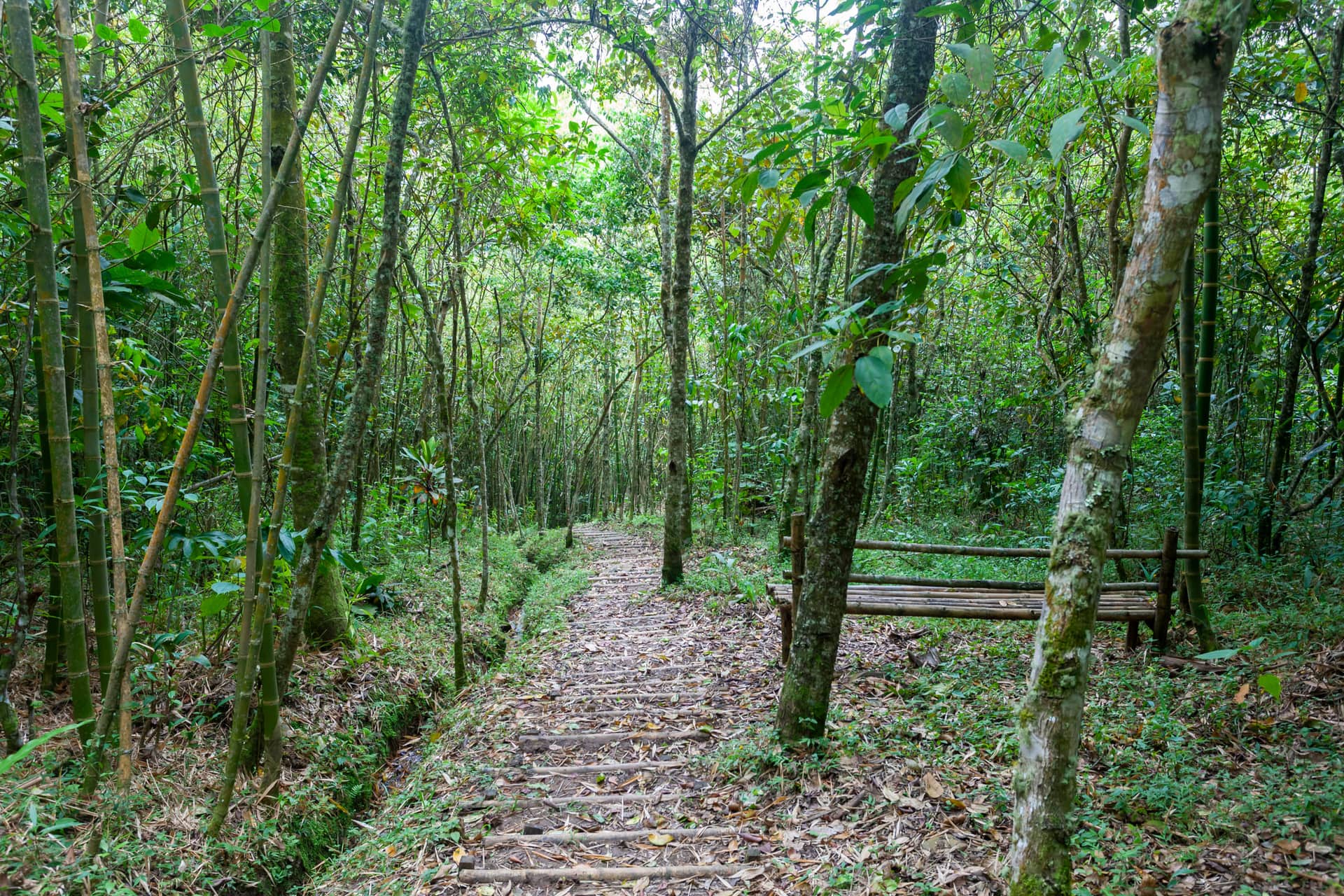 A trail with timber steps between guadua bamboo and forest trees at La Maima, with a bamboo bench to one side