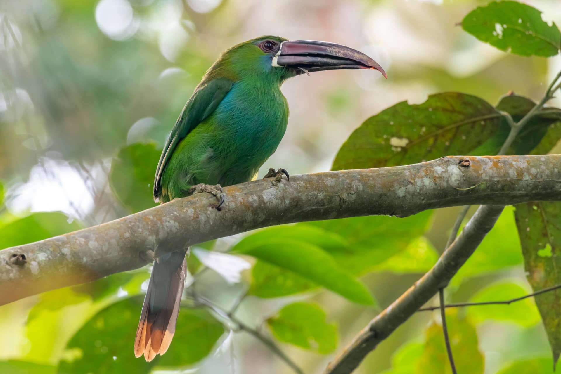 Tucán esmeralda posado en una rama del bosque de La Maima