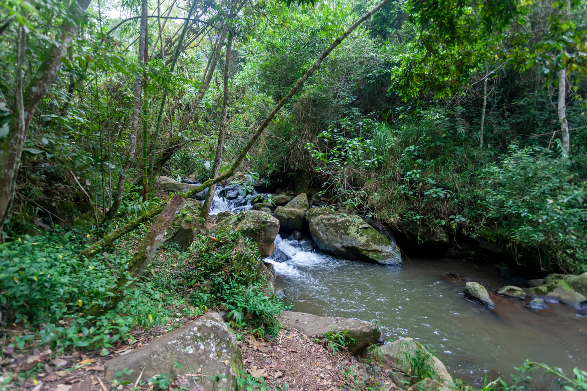 Quebrada de aguas claras entre piedras, en medio del bosque de la reserva