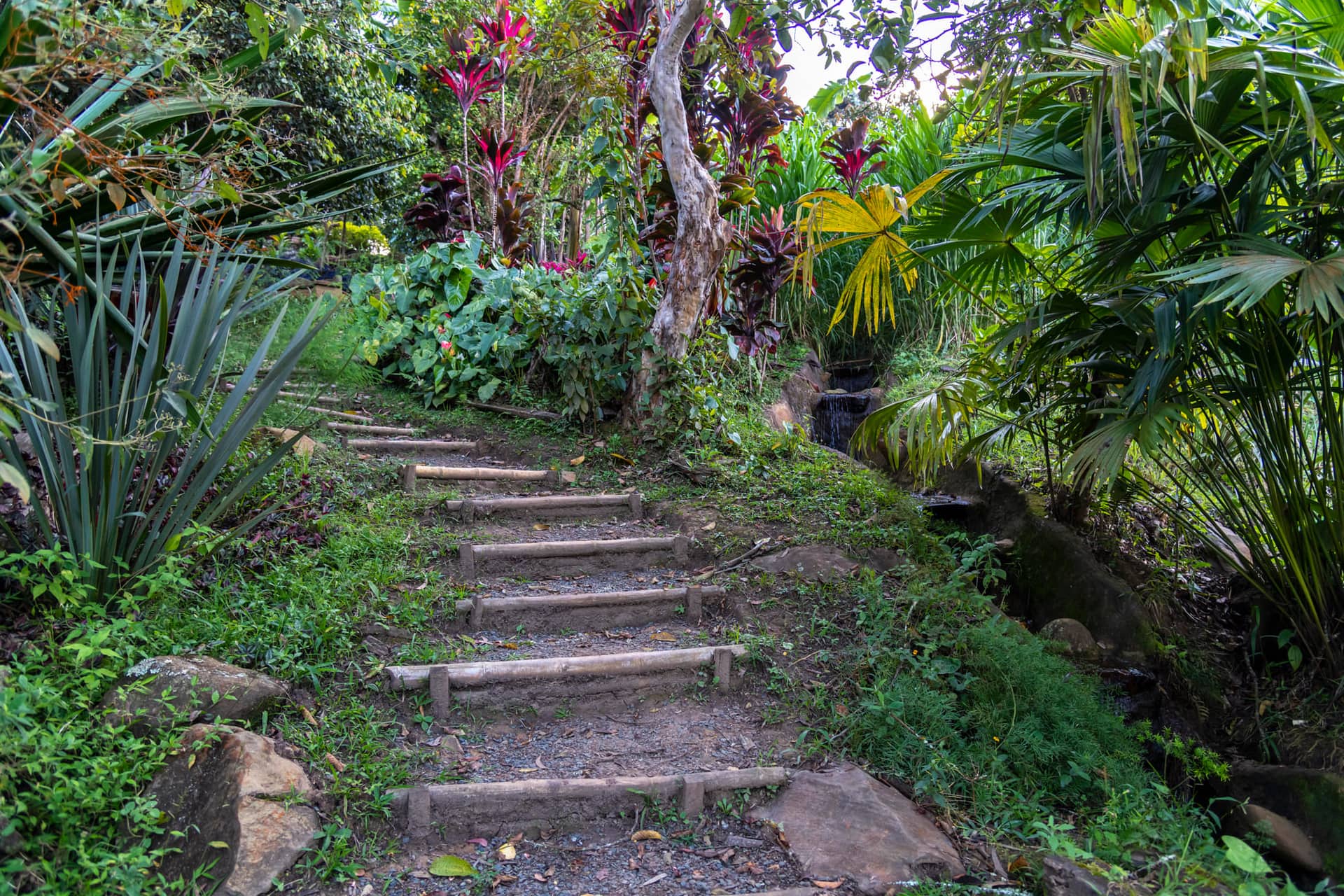 Escalones de piedra y madera que suben por el jardín tropical de la reserva